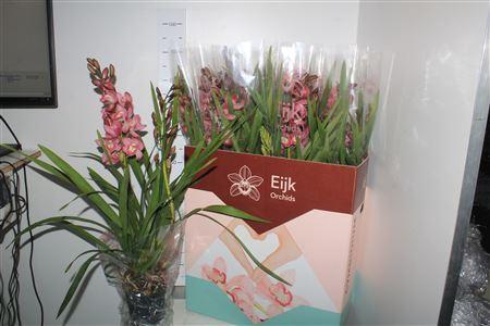 <h4>Cymbidium 2 Tak Roze Donker</h4>