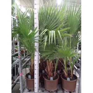 Washingtonia robusta