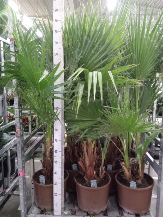 <h4>Washingtonia robusta</h4>