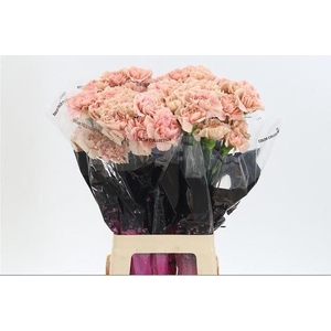 DIANTHUS ST 'CARAMEL'