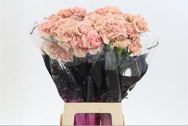 <h4>DIANTHUS ST 'CARAMEL'</h4>