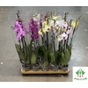 Phalaenopsis Mix 12Ø 70cm 3 Pędy