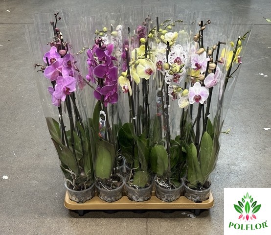 Phalaenopsis Mix 12Ø 70cm 3 Pędy