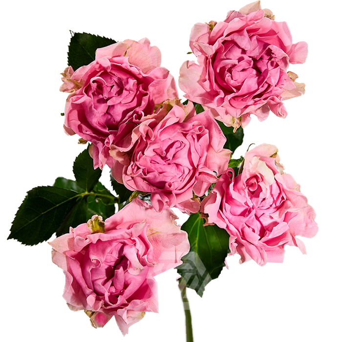 <h4>R TR #MEDIUM PINK Tessa</h4>