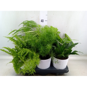 Planten  ..mix