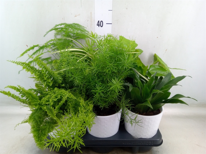 <h4>Planten  ..mix</h4>