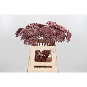 Ammi Zaad Kl Bh Rose Goud