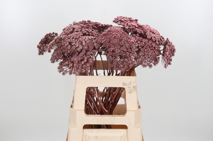 <h4>Ammi Zaad Kl Bh Rose Goud</h4>