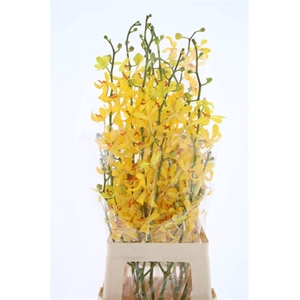 D Ar Yusuf Fara Yellow Xl