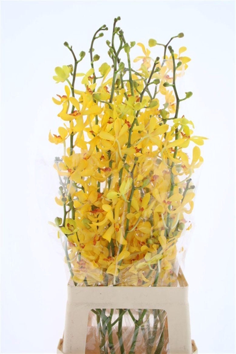 <h4>D Ar Yusuf Fara Yellow Xl</h4>