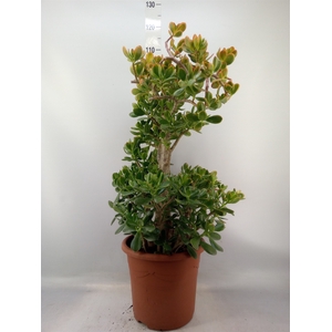 Crassula ovata 'Sunset'