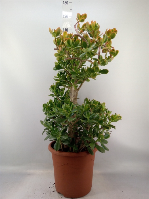 <h4>Crassula ovata 'Sunset'</h4>