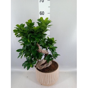 Ficus microcarpa 'Ginseng'