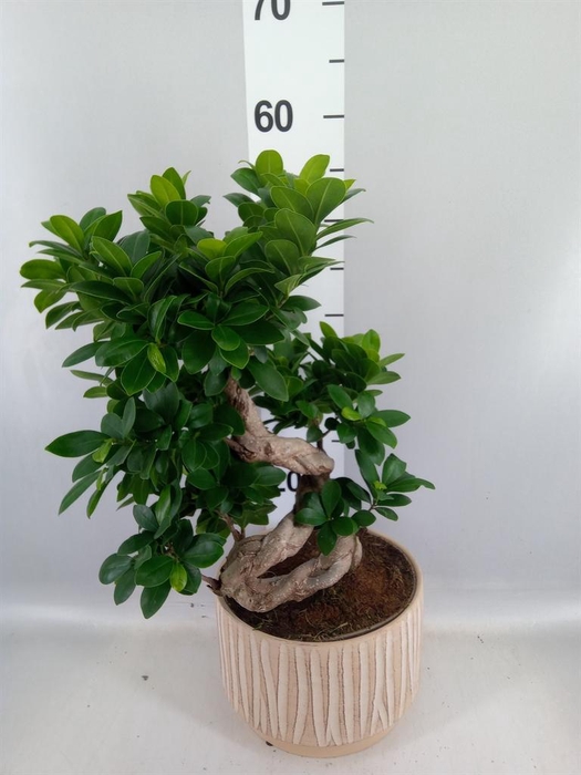 <h4>Ficus microcarpa 'Ginseng'</h4>