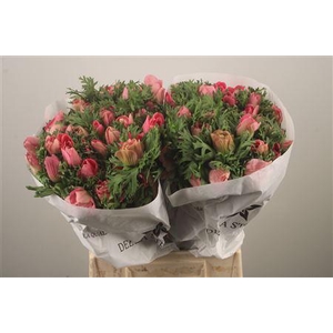 Anemone Mistral Shocking