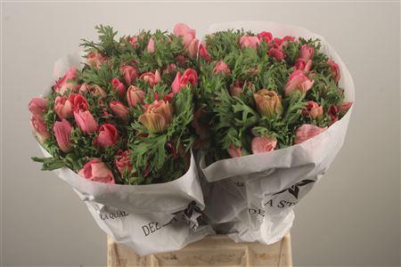 <h4>Anemone Mistral Shocking</h4>