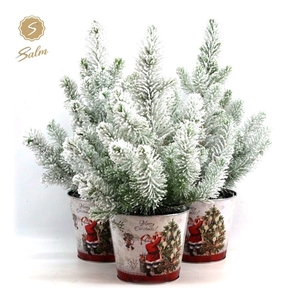 Pinus pinea 'Silver Crest' P17 in Zinc Santa + Snow