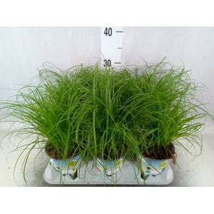 Cyperus alternifolius 'Zumula'