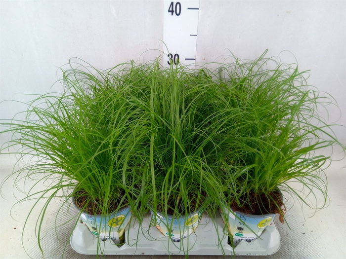 <h4>Cyperus alternifolius 'Zumula'</h4>