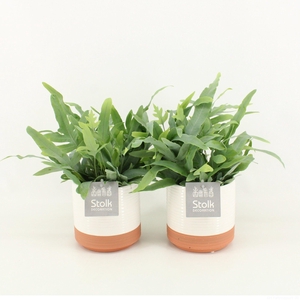 Phlebodium A Blue Star in Milou keramiek