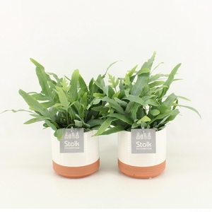 Phlebodium A Blue Star in Milou keramiek