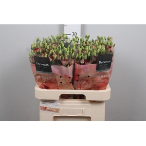 Eus E Bohemian Choco