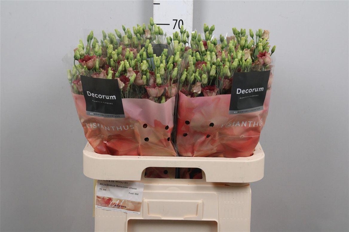 <h4>Eus E Bohemian Choco</h4>