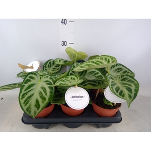 Anthurium   ...