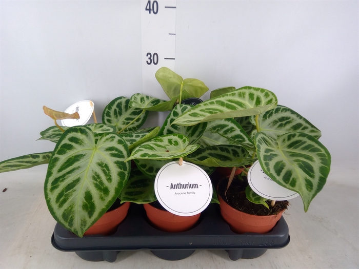 <h4>Anthurium   ...</h4>