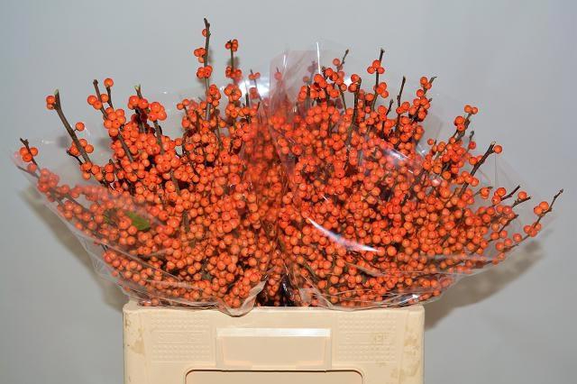 <h4>ILEX LA RANGE</h4>