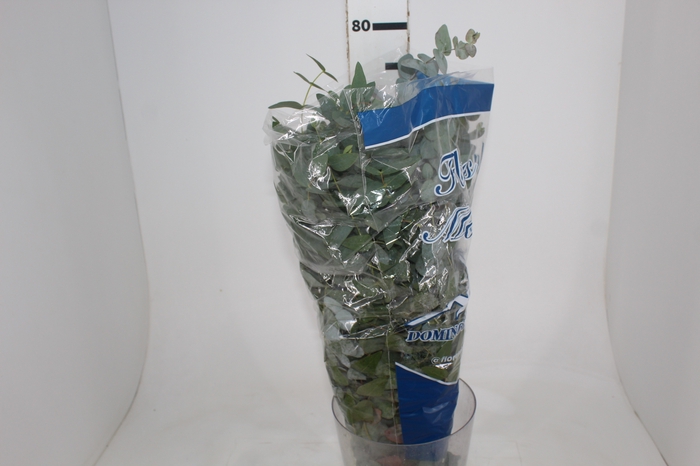 <h4>FOLHAGEM EUCAFLOR</h4>