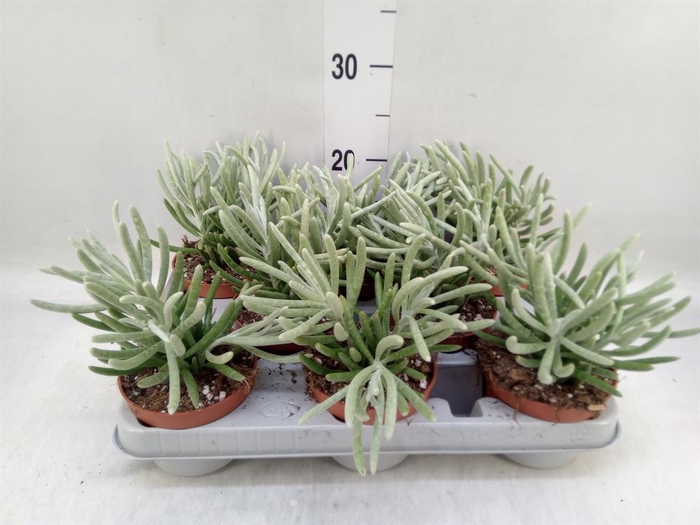 <h4>Senecio   ...</h4>