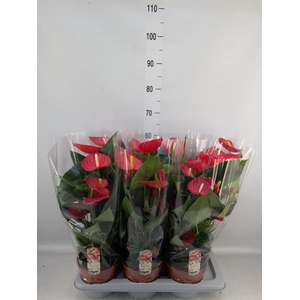 Anthurium andr. 'Tremendo'