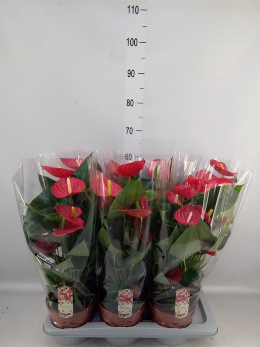 <h4>Anthurium andr. 'Tremendo'</h4>