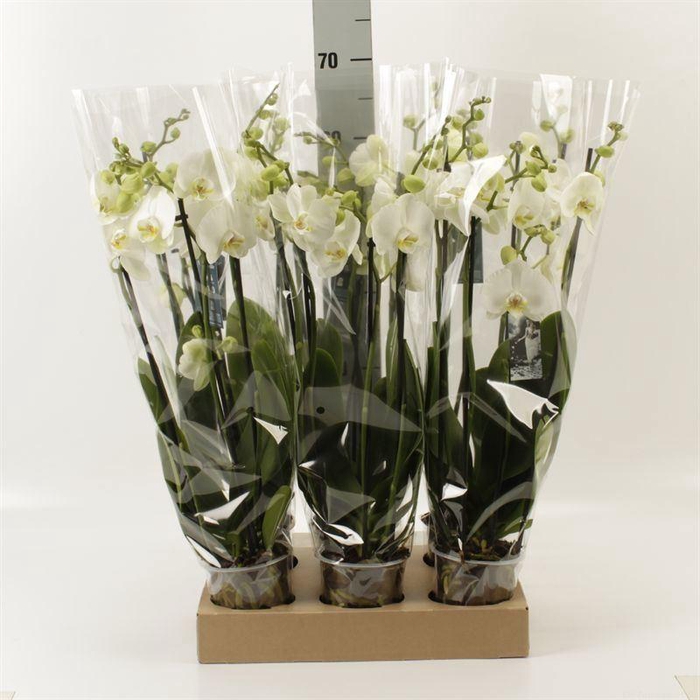 <h4>Phalaenopsis  'Ant Nottingham'</h4>