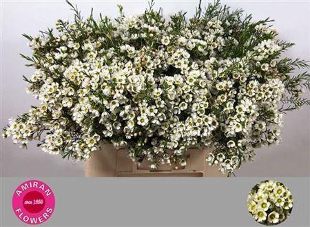 <h4>Chame Me Sirius</h4>