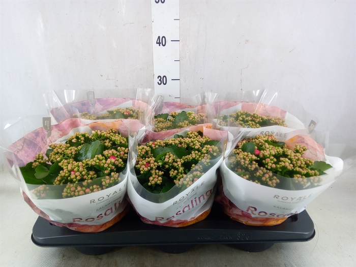<h4>Kalanchoe blos. 'RosDon Nando'</h4>