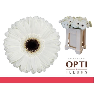 Gerbera White House Water