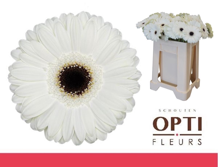 <h4>Gerbera White House Water</h4>