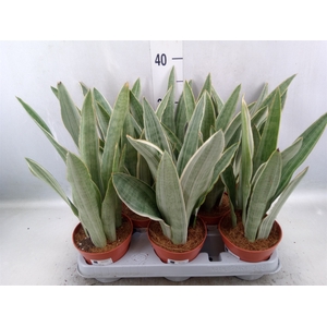 Sansevieria trifa.   ...