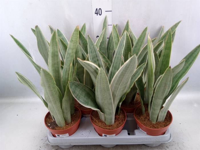 <h4>Sansevieria trifa.   ...</h4>