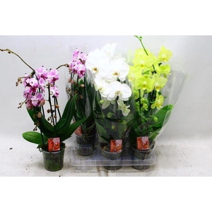 PHAL CASCADE BRIGHT MIX 2 TAK