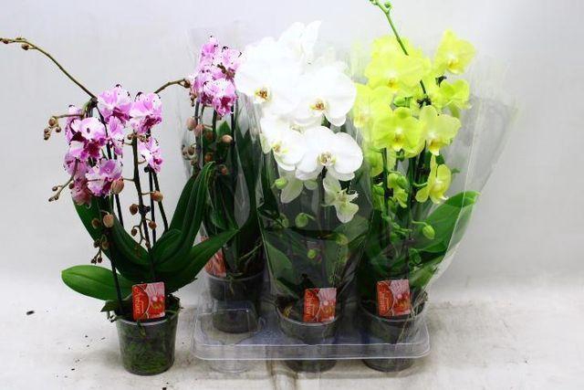 <h4>PHAL CASCADE BRIGHT MIX 2 TAK</h4>
