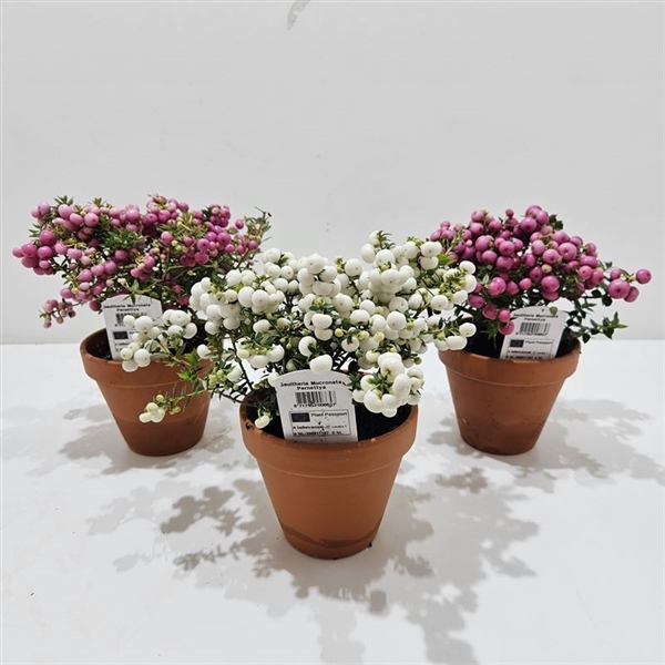 <h4>Gaultheria mucronata Terracotta Mixlaag</h4>