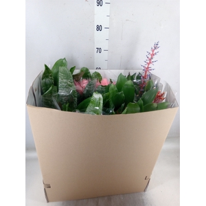 Aechmea   ...mix