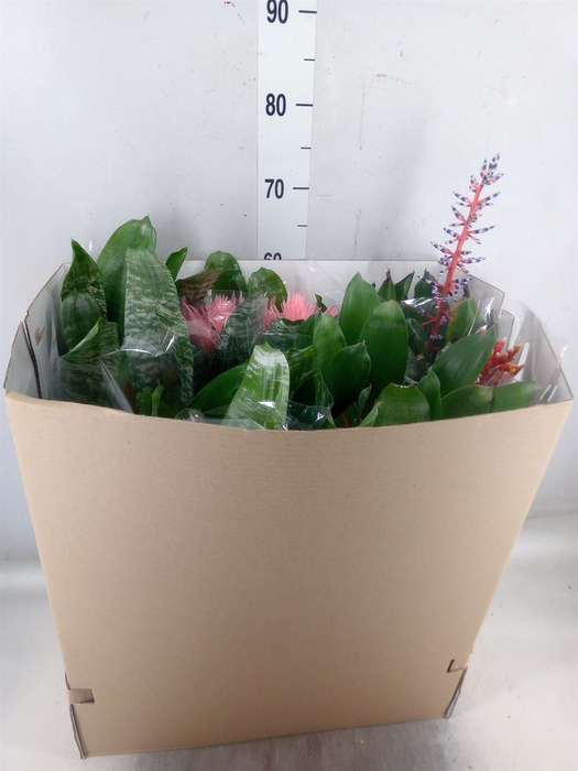 <h4>Aechmea   ...mix</h4>