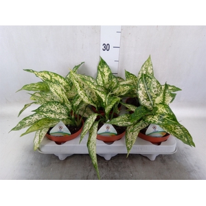 Aglaonema   ...