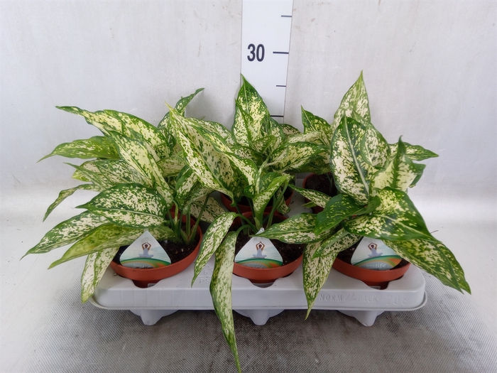 Aglaonema   ...