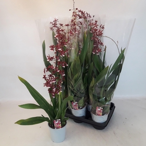 ONCIDIUM OV