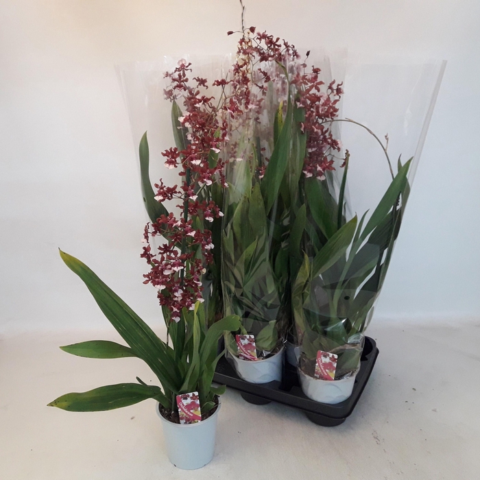 <h4>ONCIDIUM OV</h4>